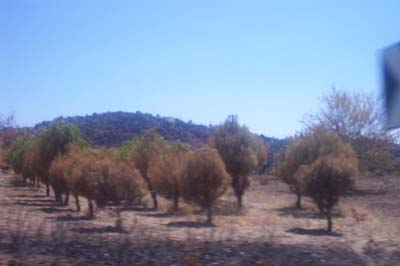 cebrerros03_0951