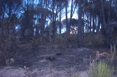 cebrerros03_fuego13