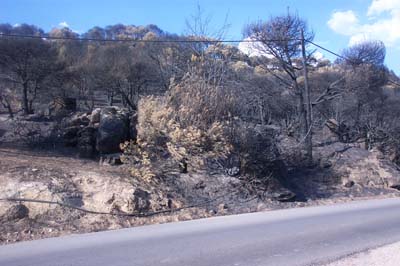 cebrerros03_fuego27