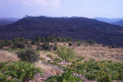 cebrerros03_fuego31
